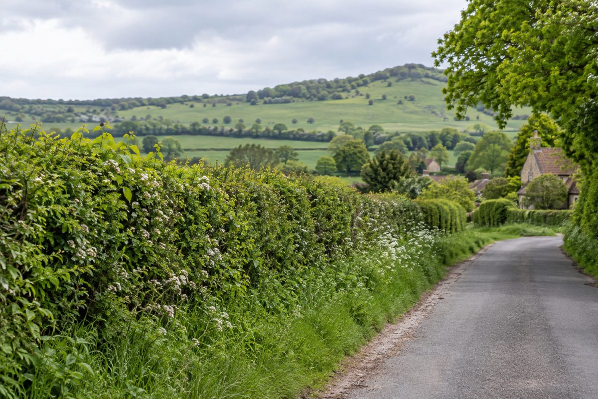 A well-maintained native hedgerow along a rural lane near Shepherdswell on the North Downs, Kent